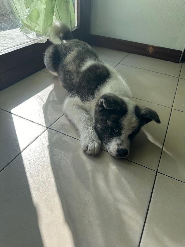 URGENTE cucciola di Akita - media 3